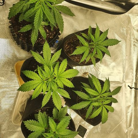 #3 growlog timeline photo