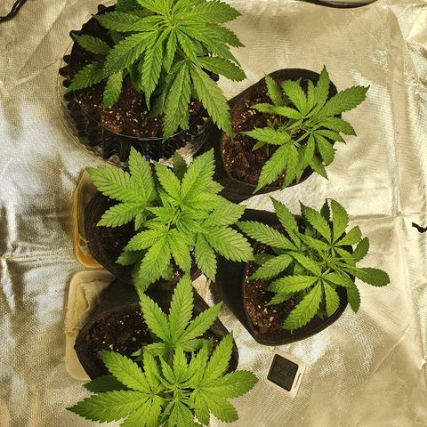 MOBY-D growlog timeline photo