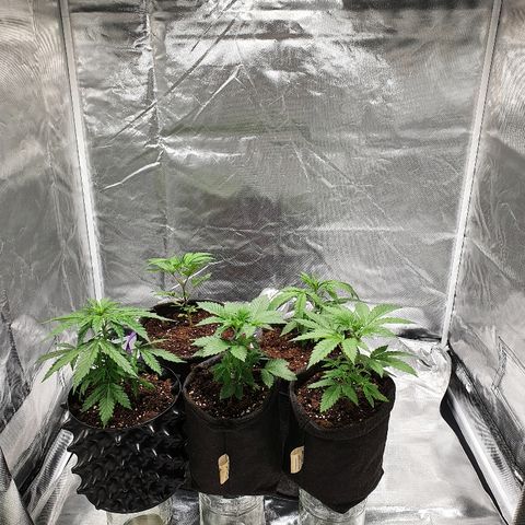 #3 growlog timeline photo