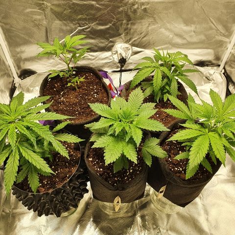 MOBY-D growlog timeline photo