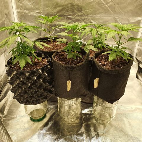CRITICAL+2 growlog timeline photo