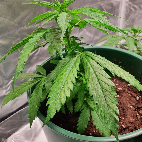 #1 growlog timeline photo