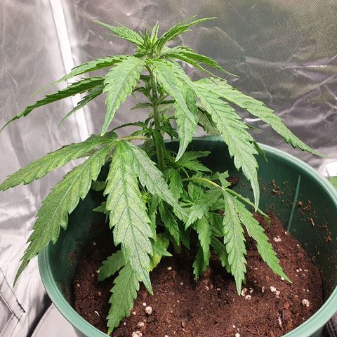 #1 growlog timeline photo