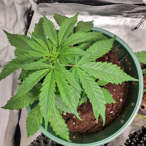 #1 growlog timeline photo