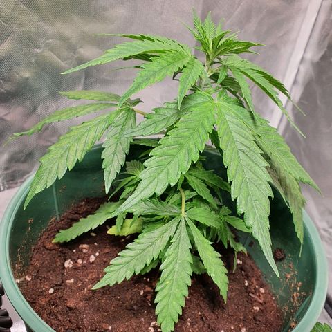 #1 growlog timeline photo