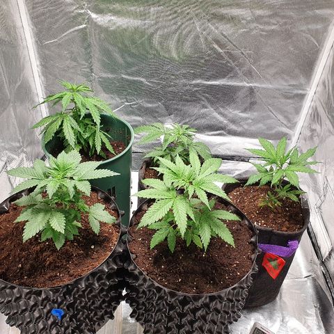 #3 growlog timeline photo