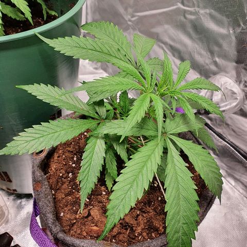 #3 growlog timeline photo