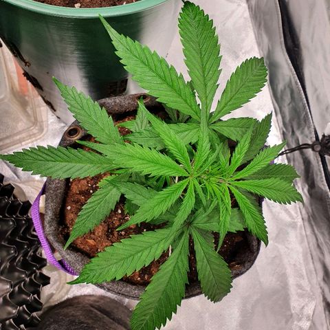 #3 growlog timeline photo