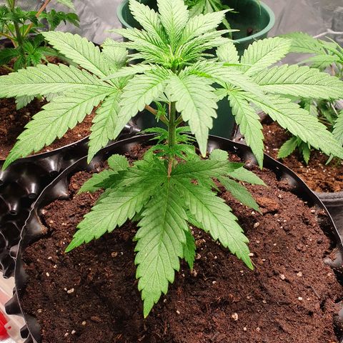 CRITICAL+2 growlog timeline photo