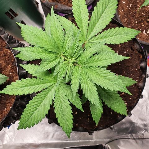 CRITICAL+2 growlog timeline photo