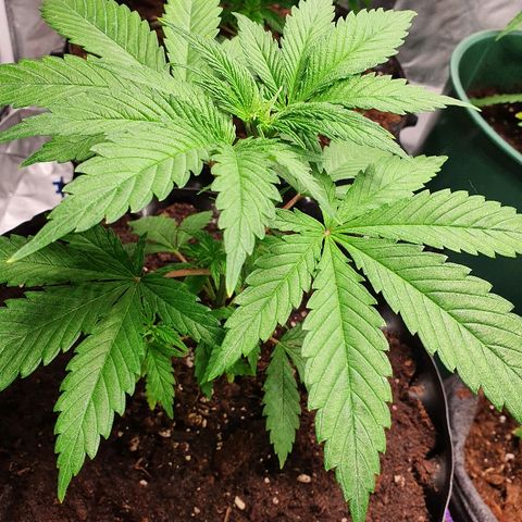 CRITICAL+2 growlog timeline photo