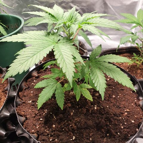 CRITICAL+2 growlog timeline photo