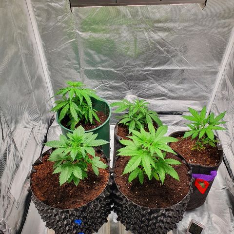 MOBY-D growlog timeline photo