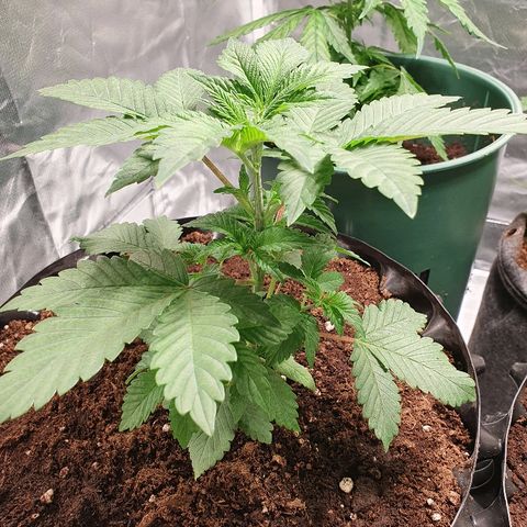 MOBY-D growlog timeline photo