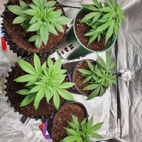 #3 growlog timeline photo