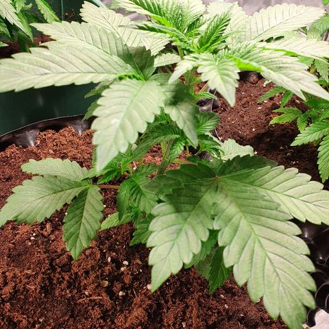 MOBY-D growlog timeline photo