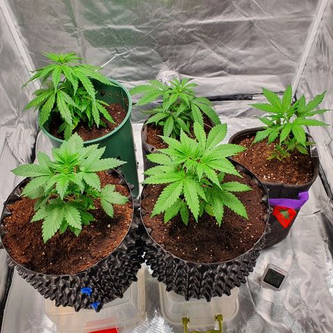 MOBY-D growlog timeline photo