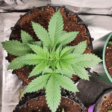 MOBY-D growlog timeline photo