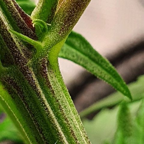 #3 growlog photo: ??? 