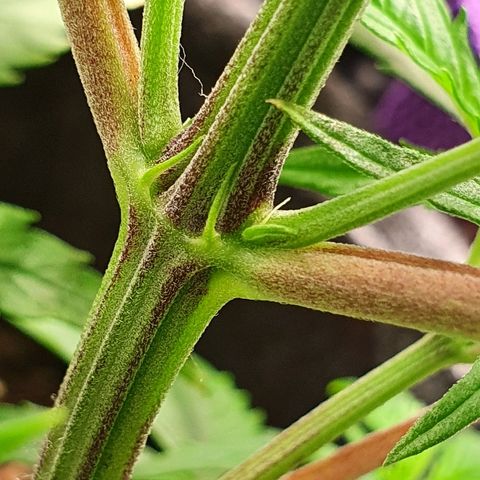 #3 growlog photo: ??? 