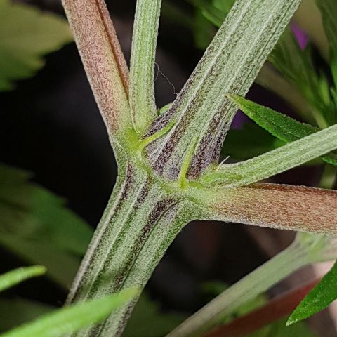#3 growlog photo: ??? 
