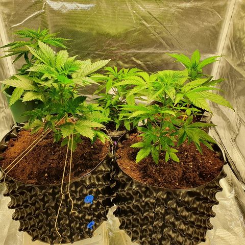 #1 growlog timeline photo