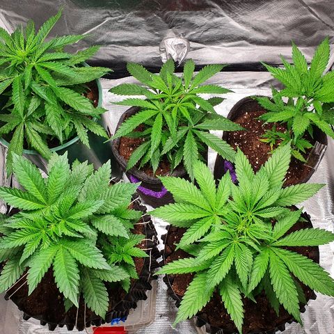 #1 growlog timeline photo