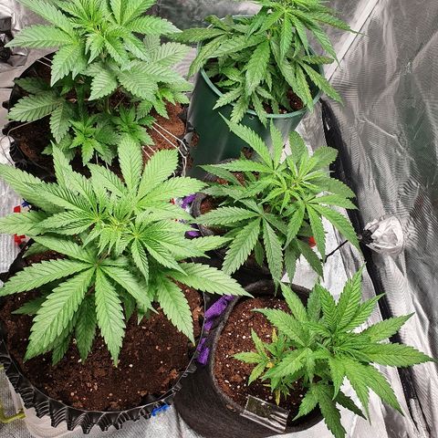 #1 growlog timeline photo