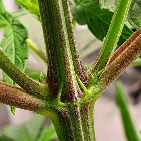 #3 growlog timeline photo