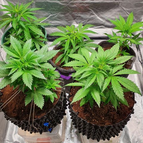 MOBY-D growlog timeline photo