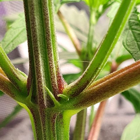 #3 growlog timeline photo