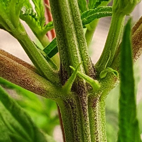#3 growlog timeline photo