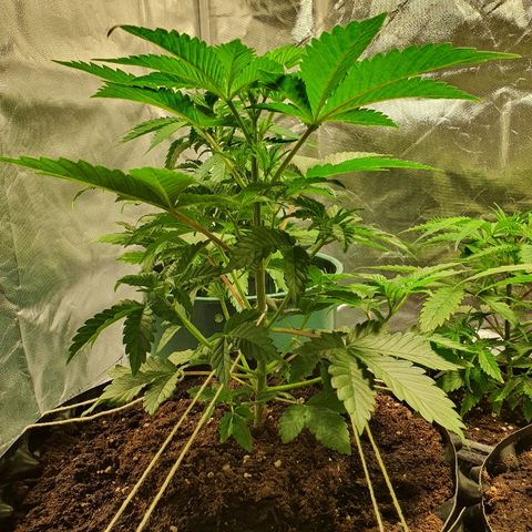 MOBY-D growlog timeline photo