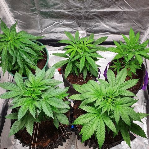 #1 growlog timeline photo