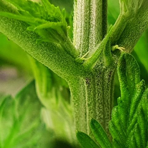 MOBY-D growlog timeline photo