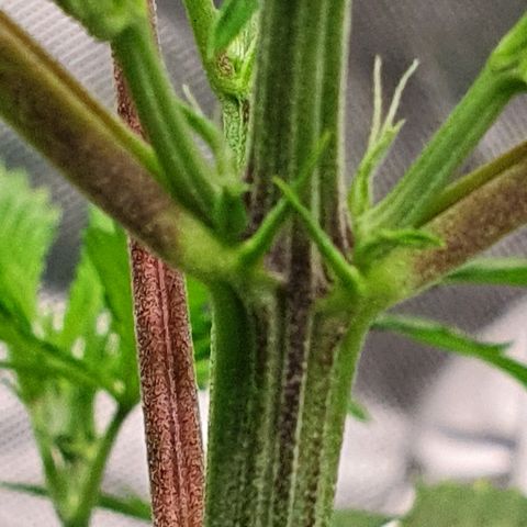 #3 growlog timeline photo