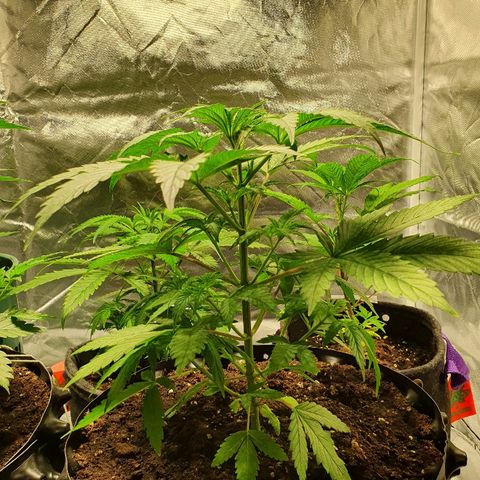 CRITICAL+2 growlog timeline photo