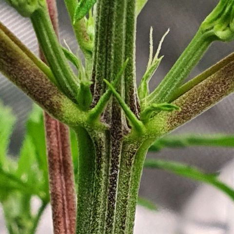 #3 growlog timeline photo