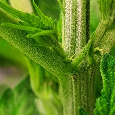 MOBY-D growlog timeline photo
