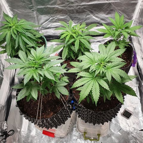 CRITICAL+2 growlog timeline photo