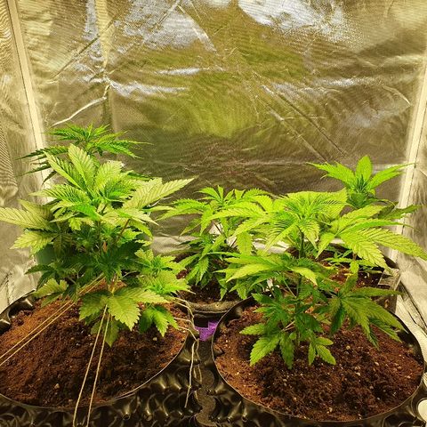 MOBY-D growlog timeline photo
