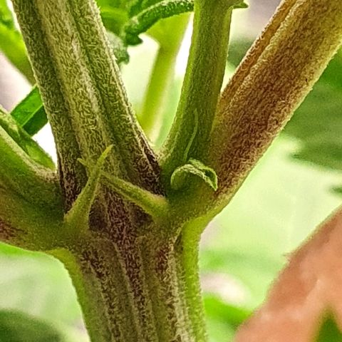 #3 growlog timeline photo