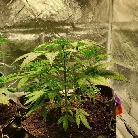 CRITICAL+2 growlog timeline photo