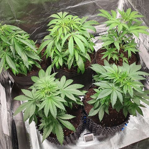 #1 growlog timeline photo