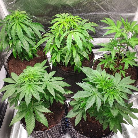 MOBY-D growlog timeline photo