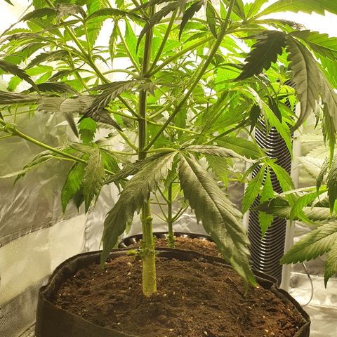 #1 growlog timeline photo