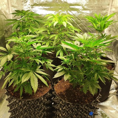 #1 growlog timeline photo