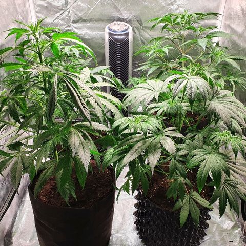 #1 growlog timeline photo