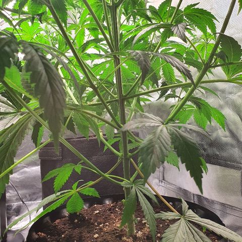 CRITICAL+2 growlog timeline photo