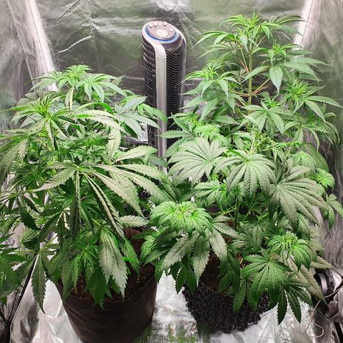 CRITICAL+2 growlog timeline photo